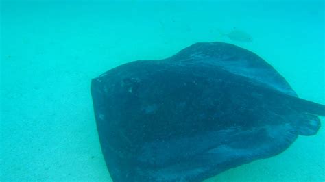 Snorkeling with Stingrays at Stingray City | Snorkeling in Antigua