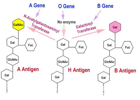 The structure of terminal sugars in the A, B, and O blood antigens.... | Download Scientific Diagram