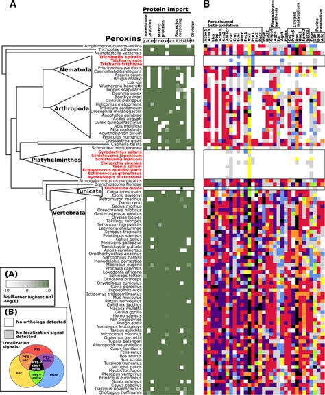 Distribution of peroxins (A), and possible peroxisomal enzymes (B) in ...