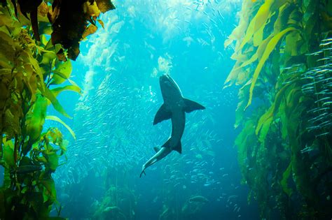 Shark | A shark is swimming in kelp forest. | Chen Yiming | Flickr