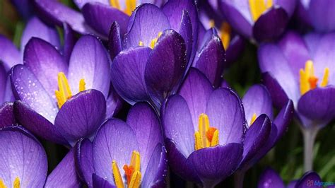 Crocus wallpaper | 1600x900 | #66371