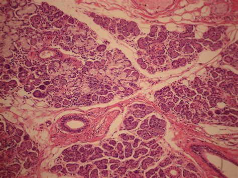 Submandibular gland - wikidoc