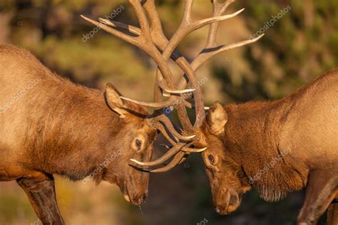 Bull Elk Fighting Stock Photo by ©twildlife 61661407