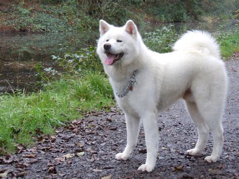 Japanese Akita Inu Info, Temperament, Puppies, Pictures