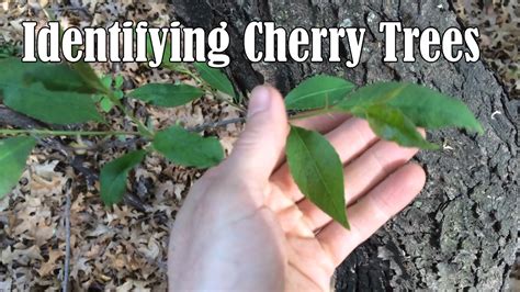 Identifying Wild Black Cherry Trees - YouTube