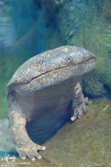 Chinese giant salamander – Artofit