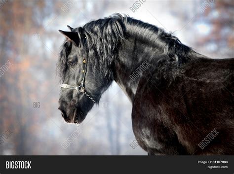 Black Horse Forest Image & Photo (Free Trial) | Bigstock