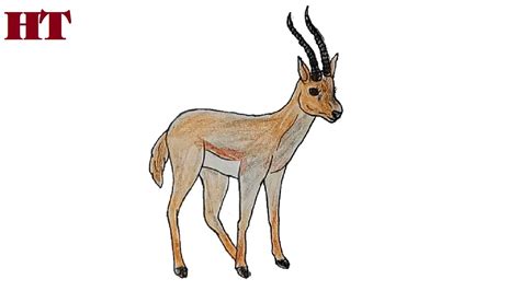 How to draw a gazelle step by step - YouTube