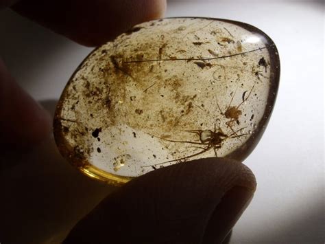 Fossil resin - Young amber with 2 spiders and other insects - 41 x 32 x 16 mm - Catawiki