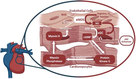 The outcome of ROS production on cardiomyocyte function. Soluble ...