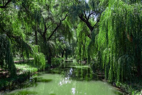 Can You Plant A Weeping Willow In Standing Water?