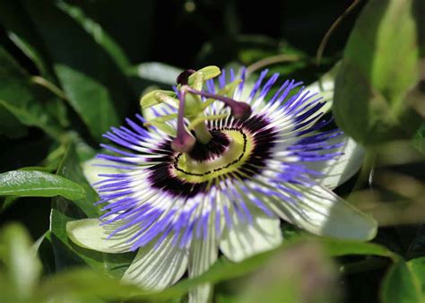 Blue passion flower