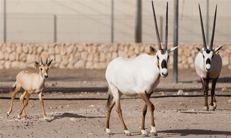 Arabian oryx sanctuary | Community, Things To Do, Culture | Time Out Doha