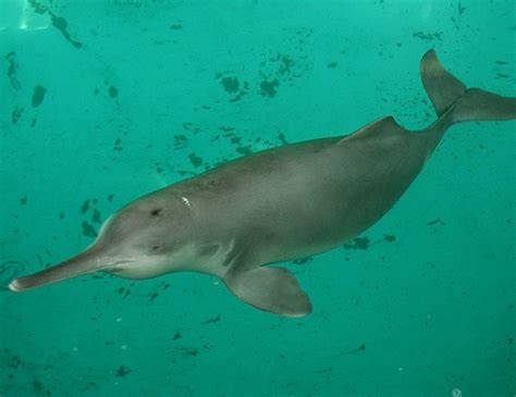 GANGES RIVER DOLPHIN LIFE EXPECTANCY