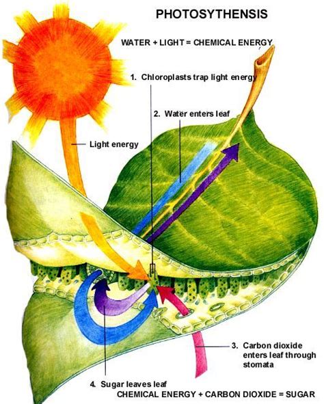 Stomata In Photosynthesis