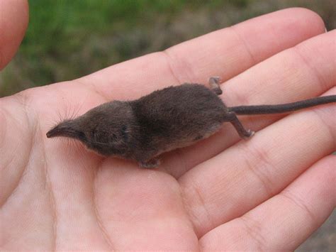 Shrew - Eurasian Pygmy Shrew Information for Kids