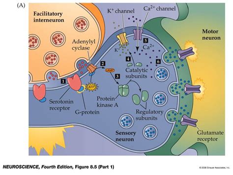 3. Modulatory interneurons and neuromodulators. Serotonin, a type of ...