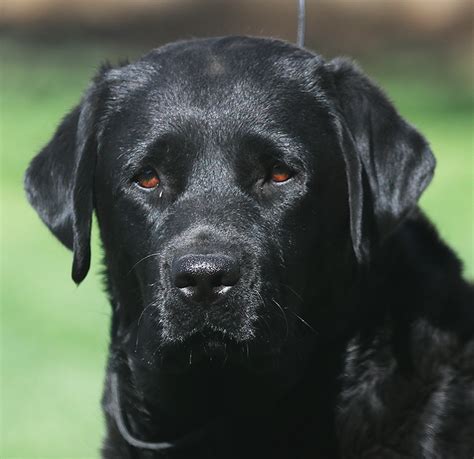 Fancy - Black Labrador Female – English Labrador Retrievers California ...