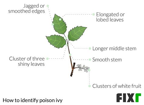 Fixr.com | Cost to Remove Poison Ivy | Poison Ivy Removal Prices