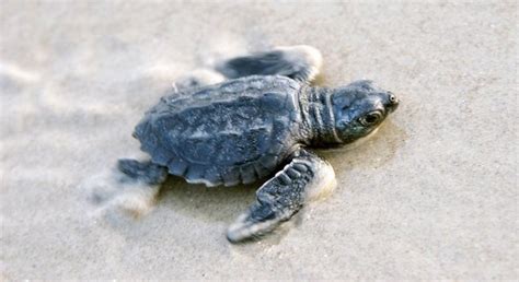 kemp’s ridley sea turtle endangered : Biological Science Picture Directory – Pulpbits.net