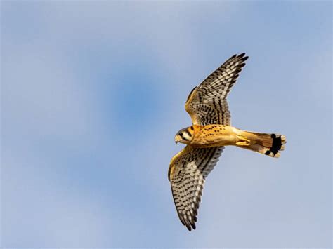 3,500+ Kestrel Flying Stock Photos, Pictures & Royalty-Free Images - iStock