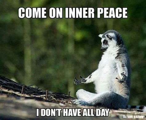 15 Lemur Memes That Will Make Your Wednesday So much Better | Funny animals, Funny animal ...