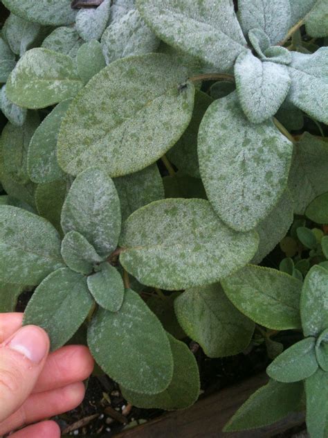 Salvia officinalis | LARC 316: Trees and Shrubs in the Landscape