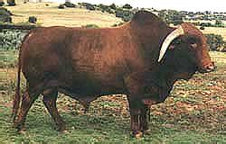 Cattle breeds: Africander