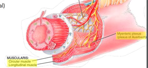 Anatomy Final Flashcards | Quizlet