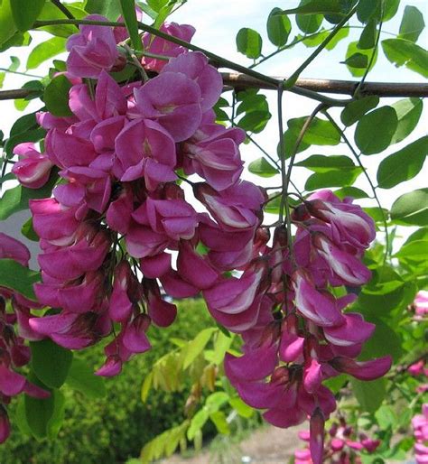 Robinia pseudoacacia 'Purple Robe' Black Locust | Pink flowering trees ...