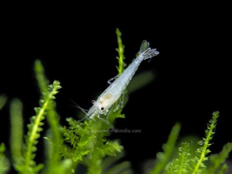 Snowball Shrimp | Aquarium Fish India