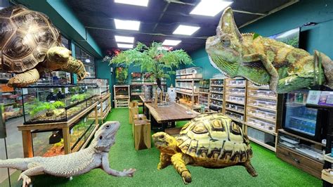 Most Beautiful Reptile Shop - Chameleon, Tortoise, Python, Dragon - YouTube