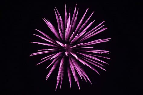 Firework Purple Fireworks Explosion Image Free Photo