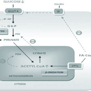 Randle cycle showing inhibition of cellular glucose uptake | Download ...