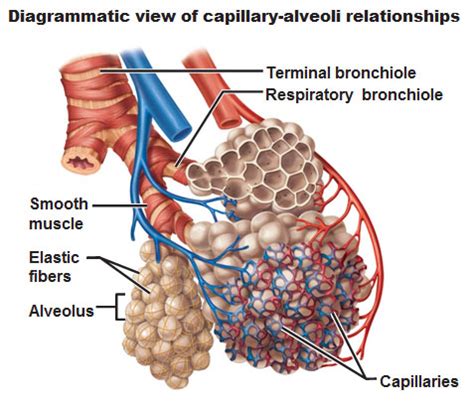 The Respiratory System