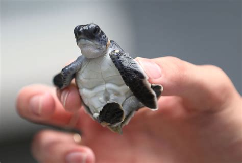 We’re not done figuring out how plastic litter is ruining the ocean | The Outline