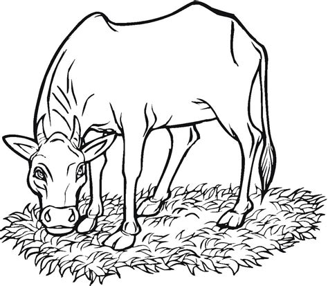 Cow Eating Grass - Coloring Pages