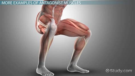 Antagonistic Muscle | Definition, Functions & Examples - Lesson | Study.com