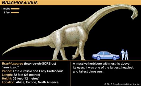 Brachiosaur | dinosaur | Britannica