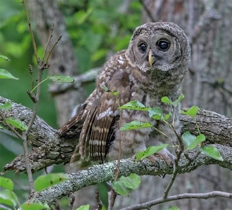 Juvenile Barred Owl Glance Photograph by Scott Miller | Fine Art America