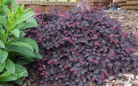 Purple Pixie Loropetalum Garden Shrubs, Landscaping Plants, Shade Garden, Garden Plants, Flower ...