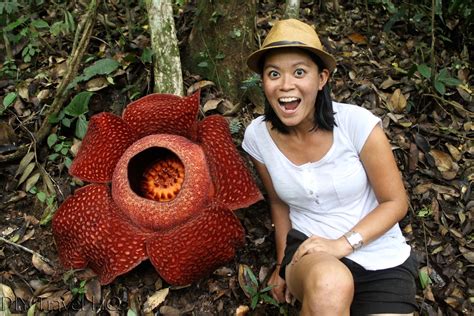 Giant Rafflesia Flower