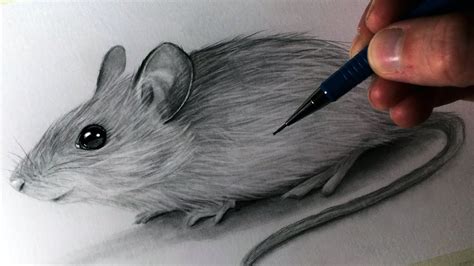 How to Draw a Mouse - YouTube