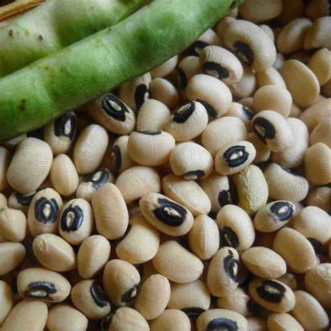 Cowpea Seeds (Vigna unguiculata)