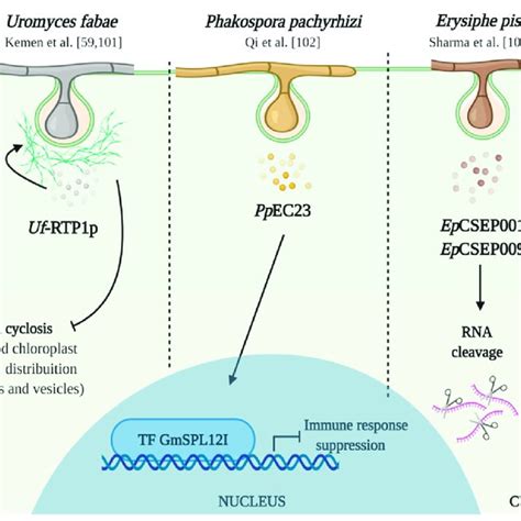 Effector proteins identified and characterized in legume crops ...