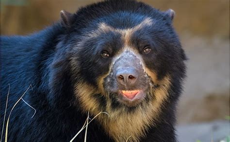 Where Do Spectacled Bears Live? - WorldAtlas