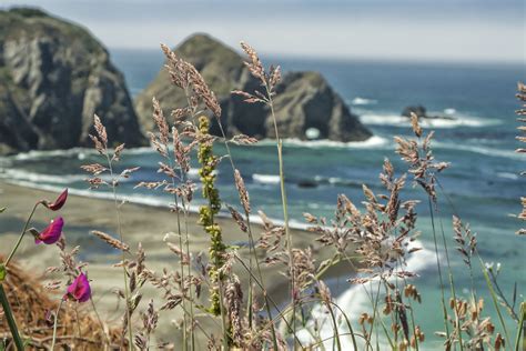 Sonoma County Beaches: How to Spend a Day at the Ocean