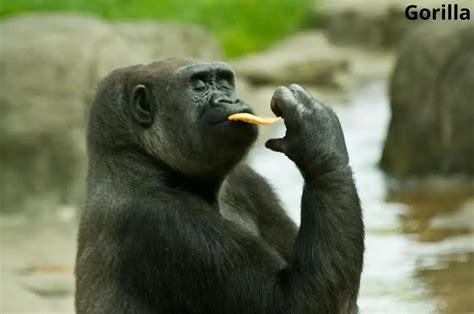 Do Gorillas Eat Banana Peels? Answered! - Animal Quarters