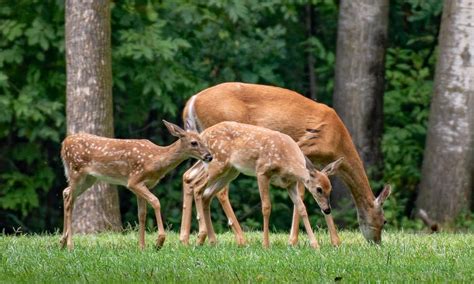 Deer eating your plants? Try this - Bird-X Blog