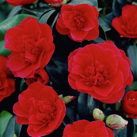 Camellia Japonica 'Lady Campbell' | GardenersDream